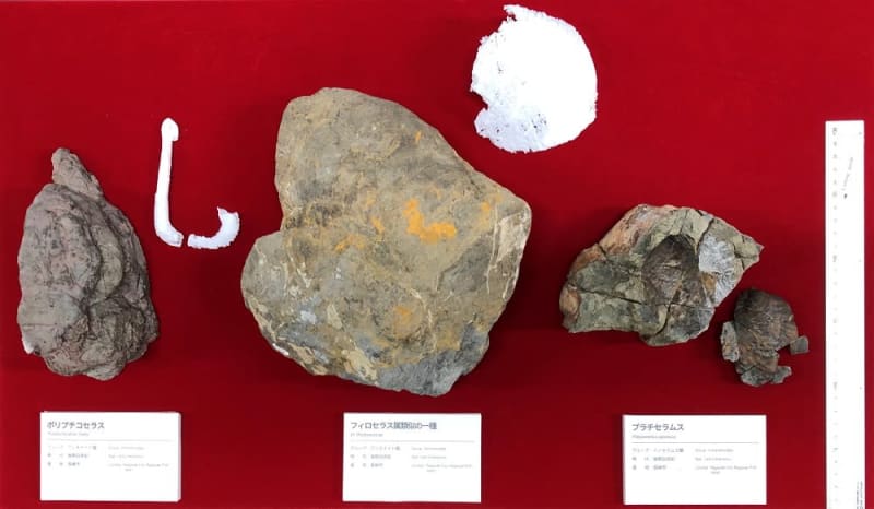 アンモナイトと二枚貝の化石発見！ 長崎半島東海岸、白亜紀後期の地層