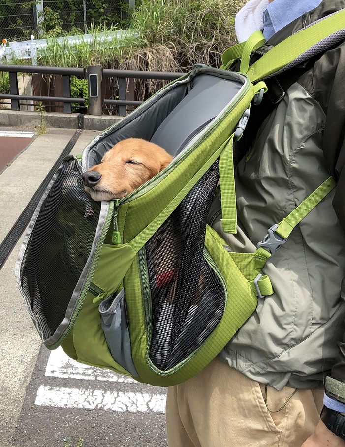 犬用キャリーバッグ。モンベルのドッグキャリングバッグとは