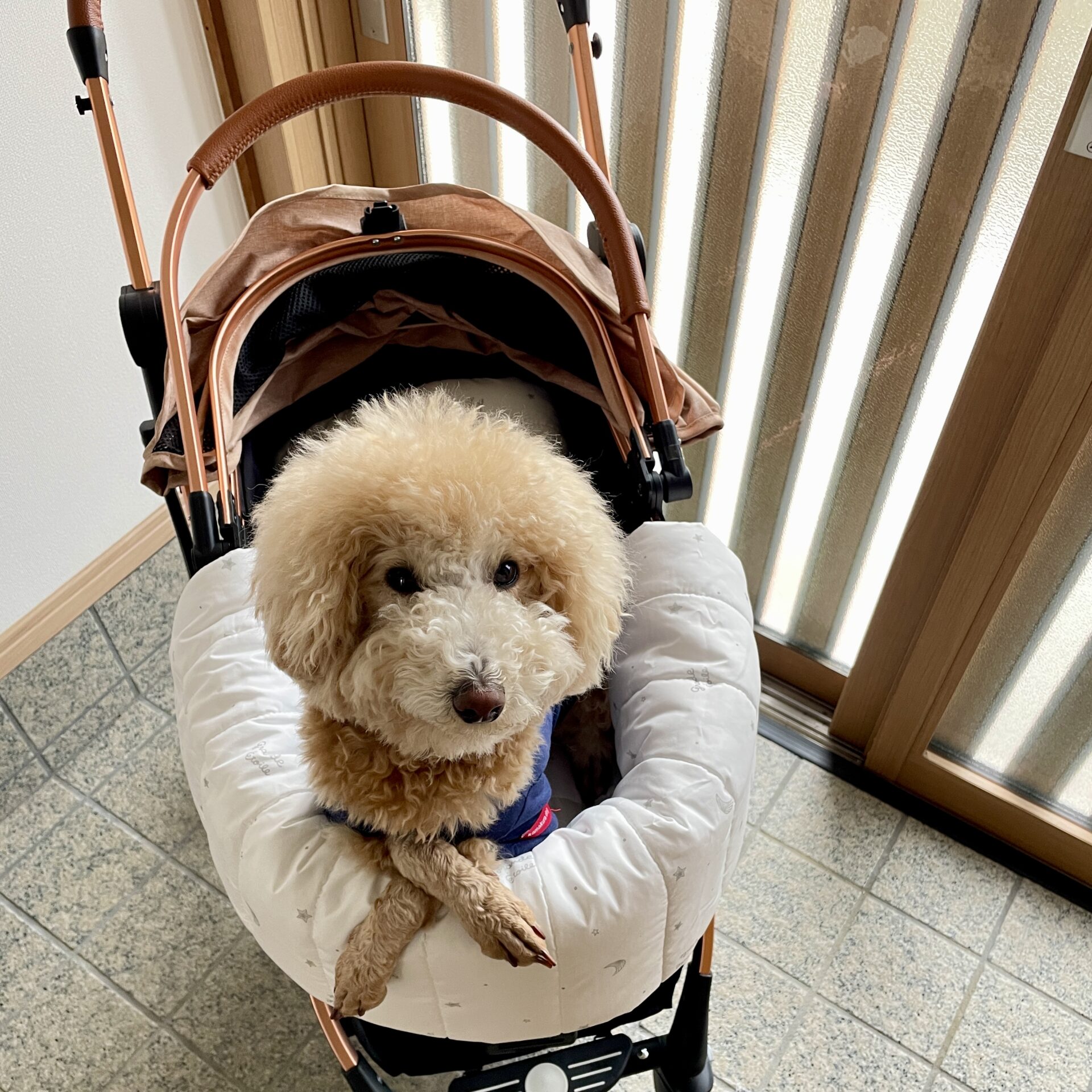 手抜き＆簡単！ペットカートクッションの作り方！型紙・解説付 | ゆう