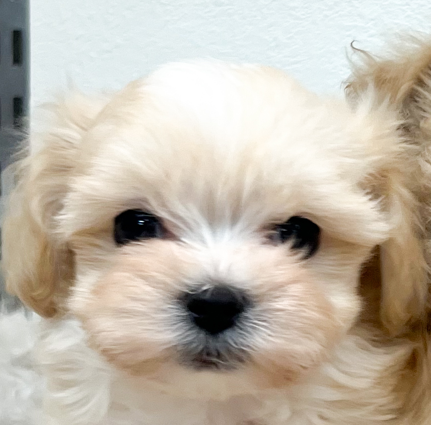 わんにゃん通り生まれ - ブリーダーが運営するペットショップ【わん