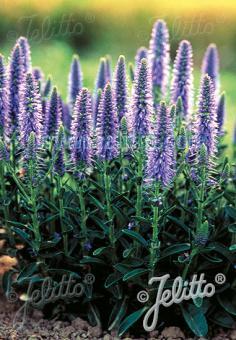 Veronica spicata f. nana 'Blue Carpet' Spiked Speedwell from