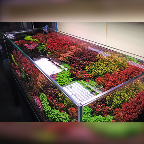 A430 TH RGB – WEEK AQUA