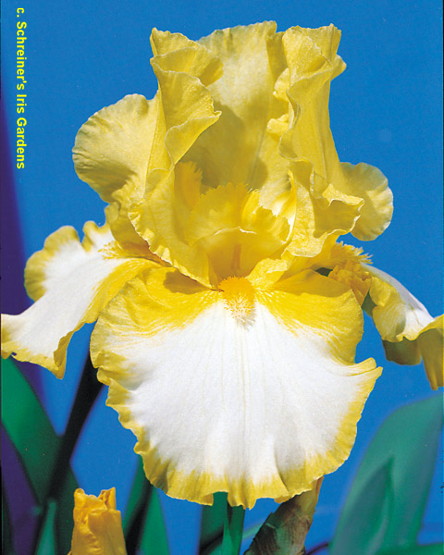 TbFringeOfGold < TbFthruJ < Iris Wiki