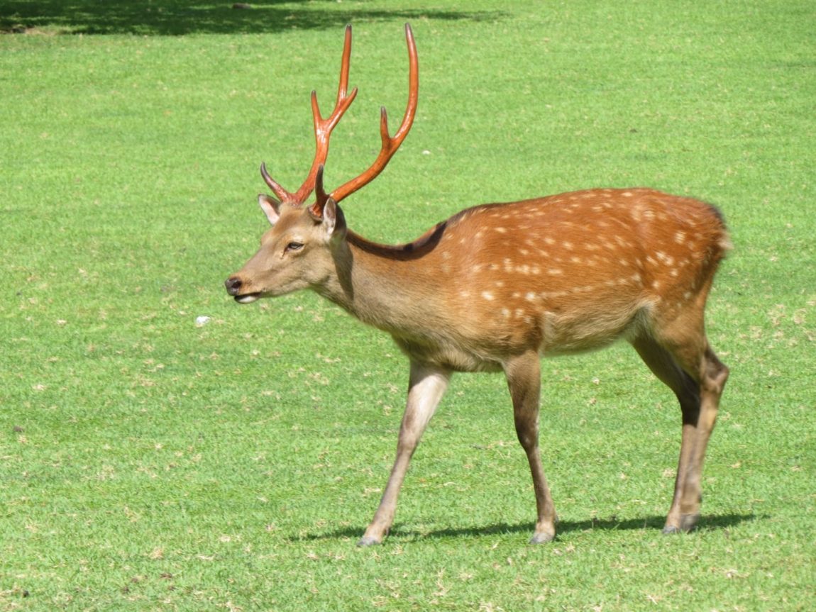 ニホンジカ 学名：Cervus nippon｜野生生物共有図鑑