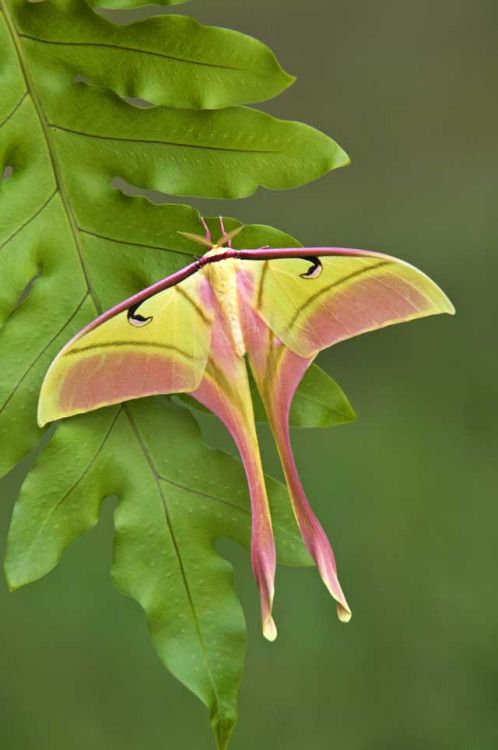 Actias rhodopneuma THAILAND - World of Butterflies and Moths