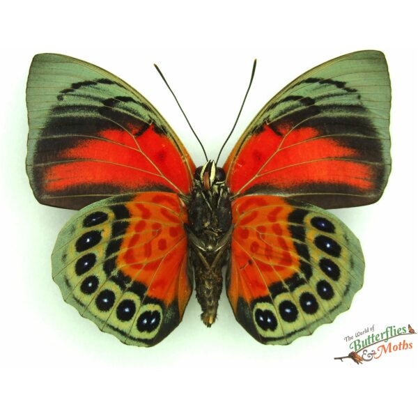 Agrias claudina x Prepona Hybrid 2頭 Agrias butterfly - Etsy 日本