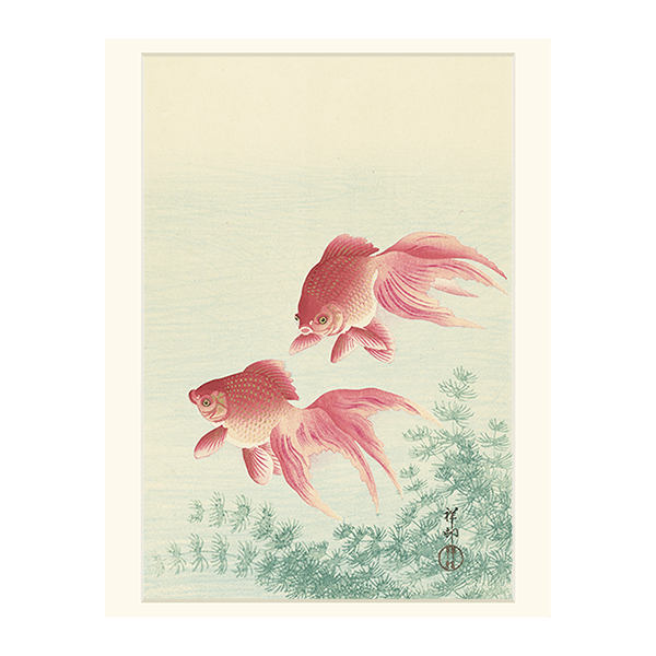 小原古邨「睡蓮に二匹の金魚」本物木版画 小原古邨作品