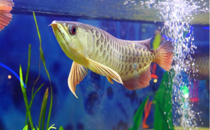 アロワナに必要な水槽の大きさ｜種類別にサイズを紹介 - WORIVER