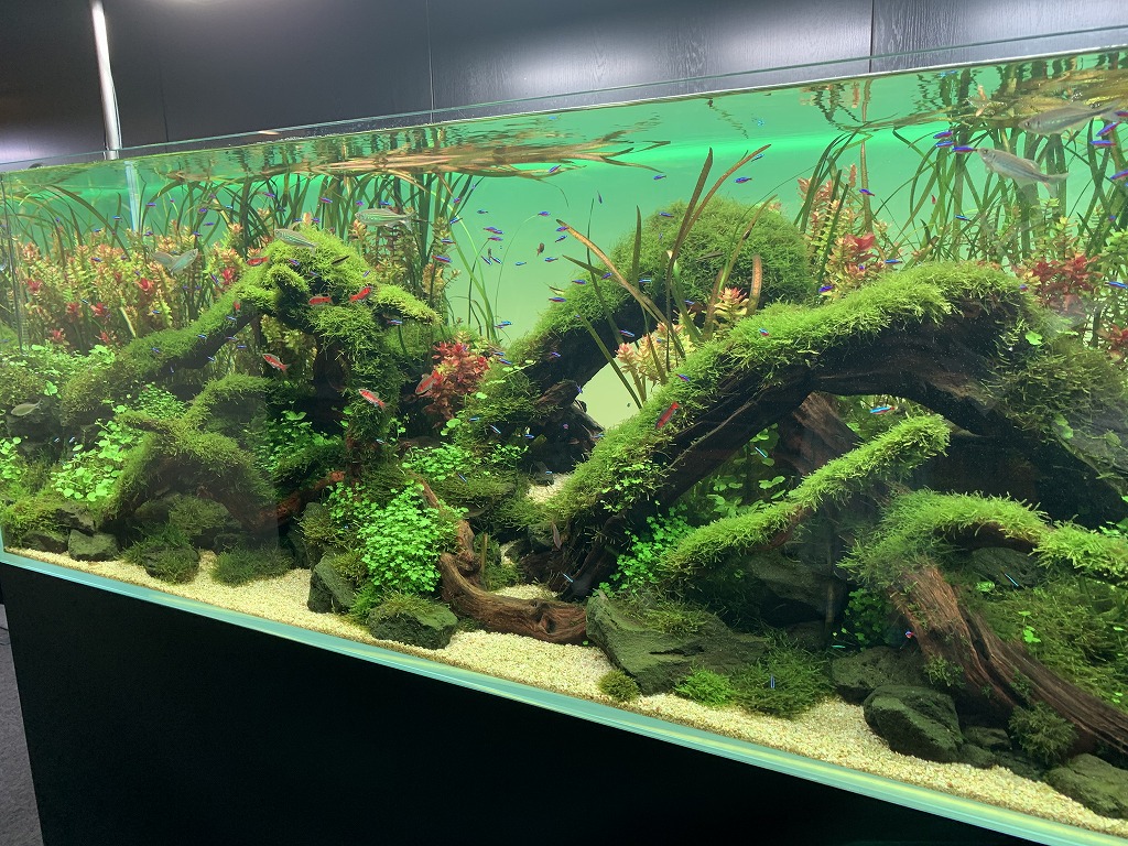 ADA 水槽 アクアデザインアマノ