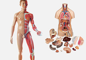 人体模型｜世界中で使われている信頼と歴史｜3B Scientific