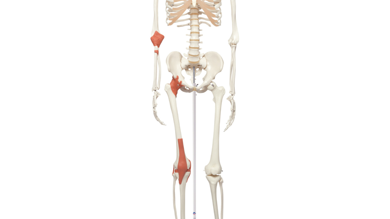 骨格標本 脊柱模型 スタンド付き Amazon.co.jp: timiland 人体骨格模型