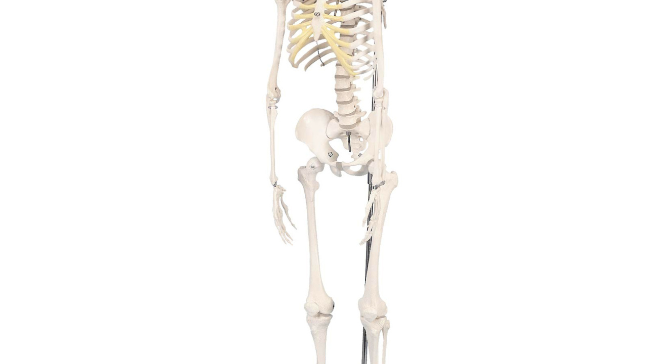 ショーティー・1/2縮尺型全身骨格モデル，吊り下げスタンド仕様 | 日本