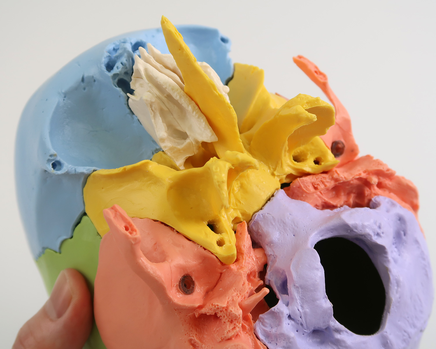 頭蓋骨22分解キット，マルチカラー仕様 | 日本スリービー・サイエン