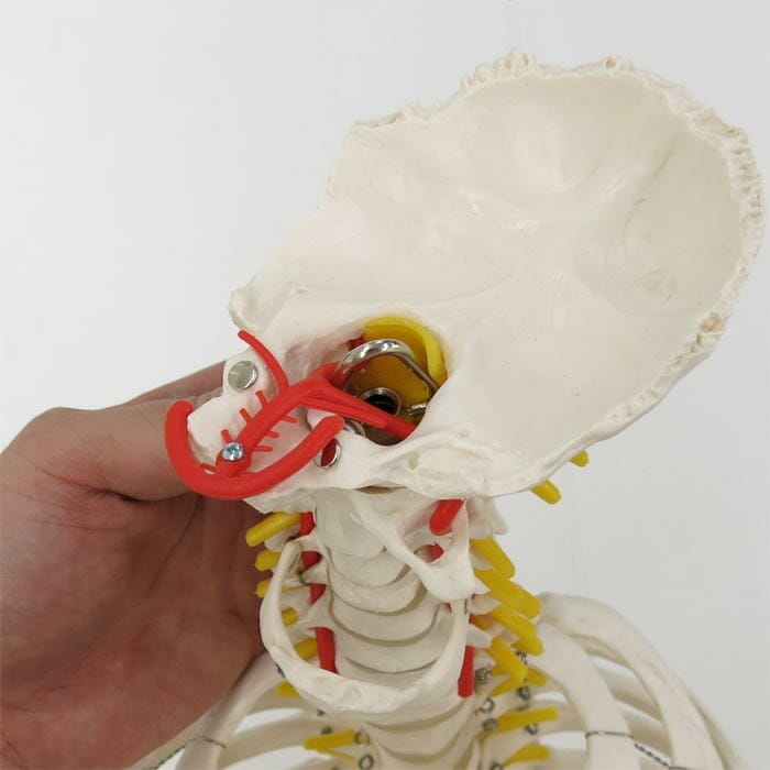 脊柱可動型モデル，胸郭，大腿骨付 | 日本スリービー・サイエンティ