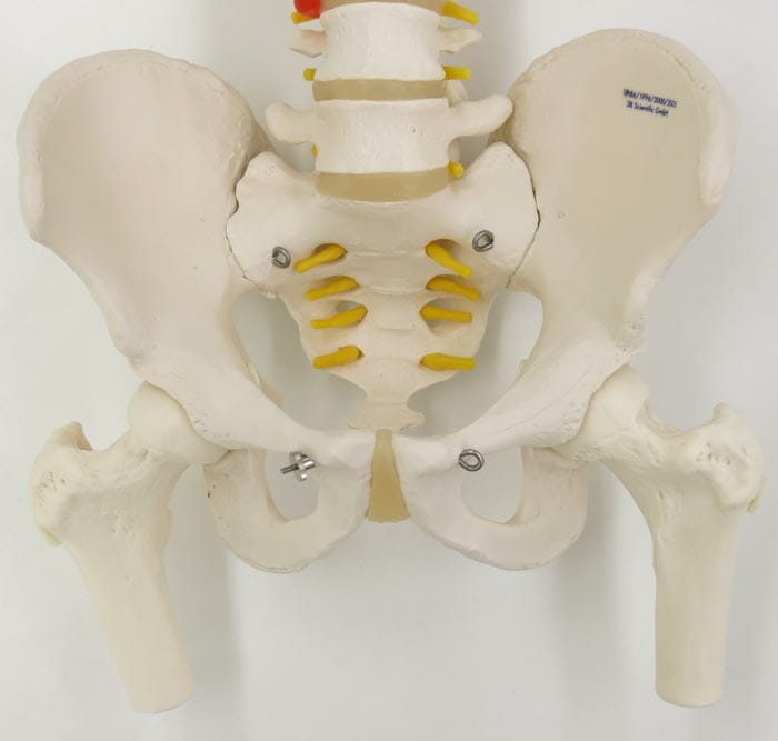 脊柱可動型モデル，胸郭，大腿骨付 | 日本スリービー・サイエンティ