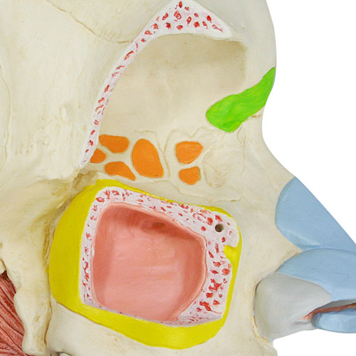 鼻腔と副鼻腔の構造，5分解モデル | 日本スリービー・サイエンティフィック