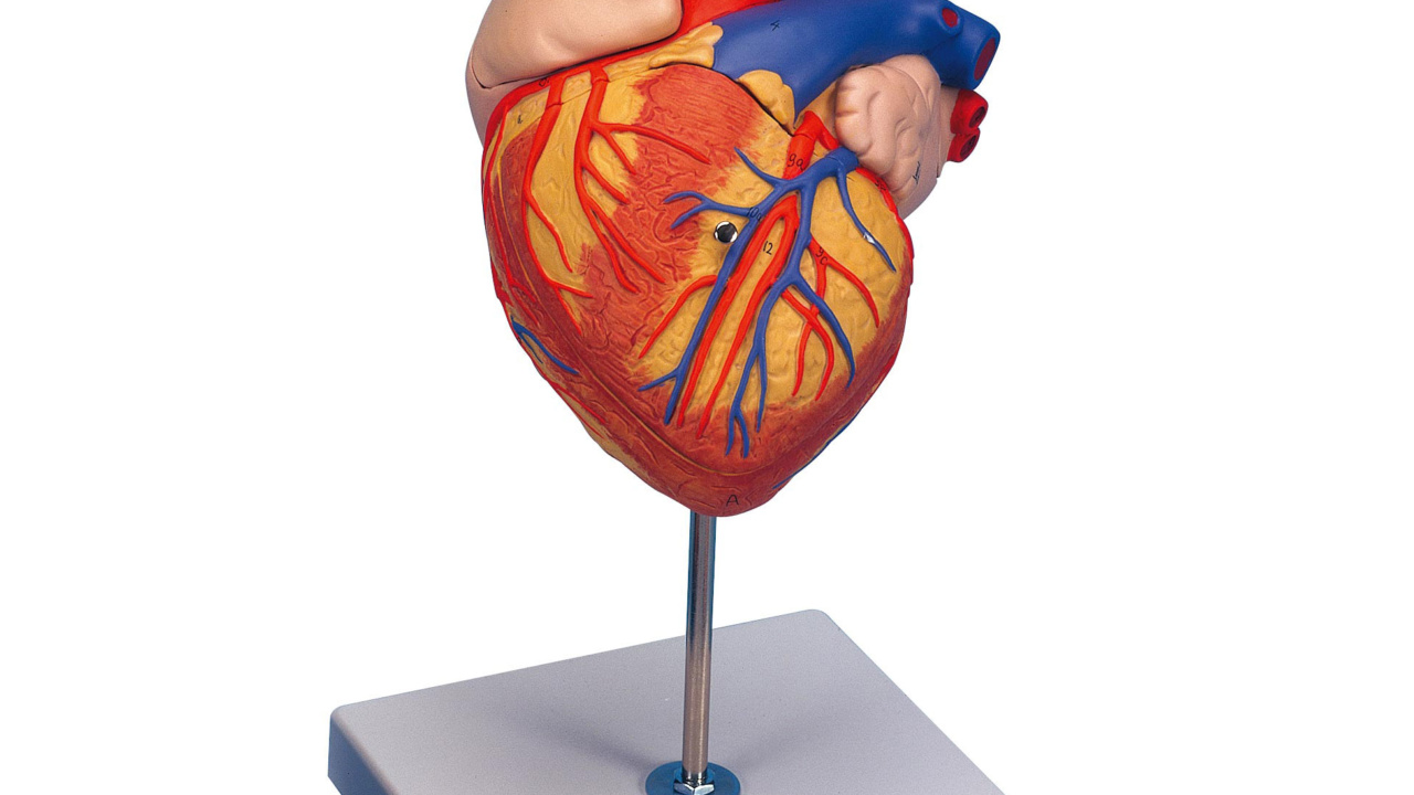 心臓，2倍大・4分解・ジャイアントモデル | 日本スリービー・サイエン