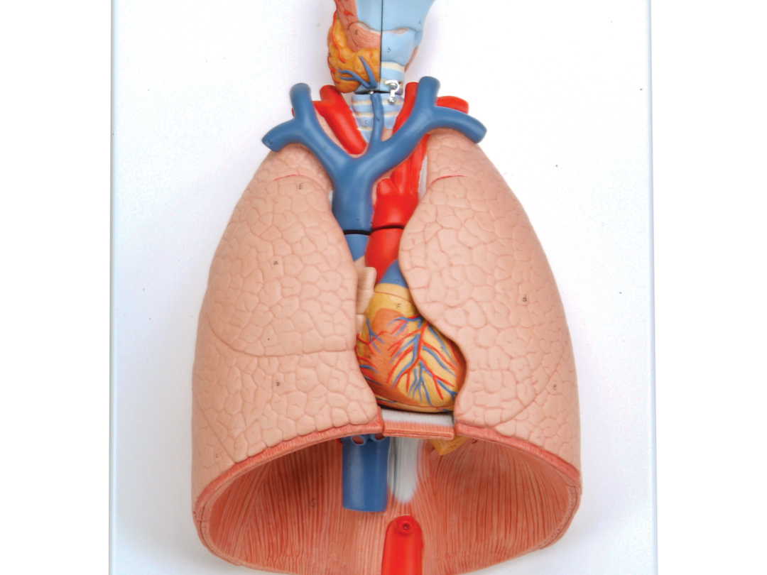 肺，7分解デラックスモデル | 日本スリービー・サイエンティフィック