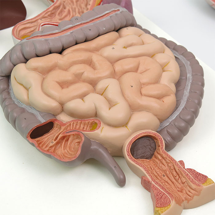 消化器系，3分解モデル | 日本スリービー・サイエンティフィック