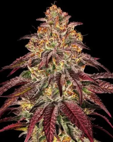 mimosa-x-orange-punch-auto-by-