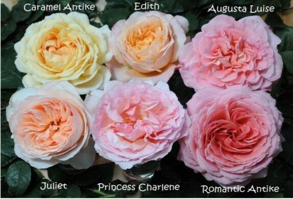 Romantic Antike Pink Cabbage Garden Roses Wholesale – 48LongStems.com