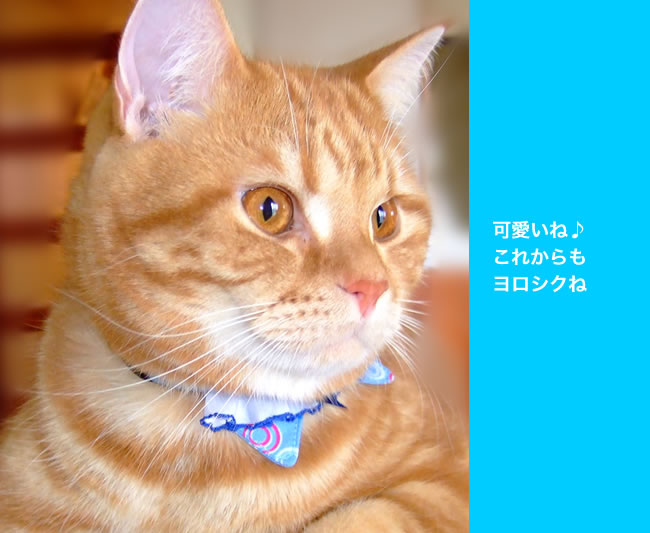 しゃぼんちょこえり 猫首輪 Mサイズ かわいい襟付き 猫用首輪