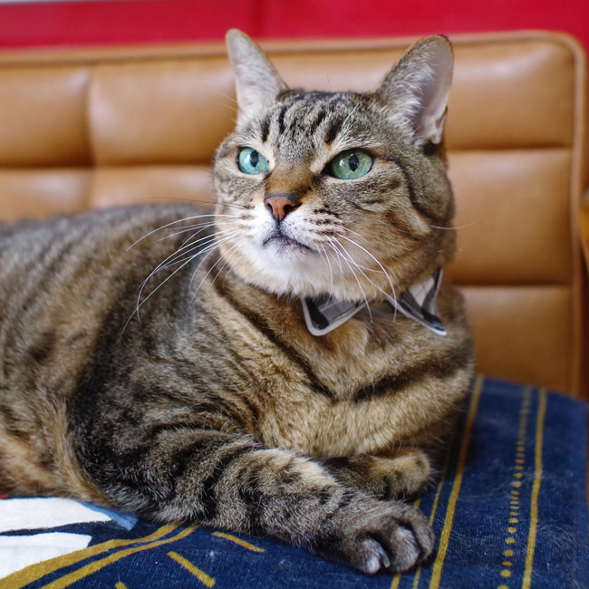 ゴロにゃんオリジナル ちょこえり猫首輪タータンチェック かわいい襟