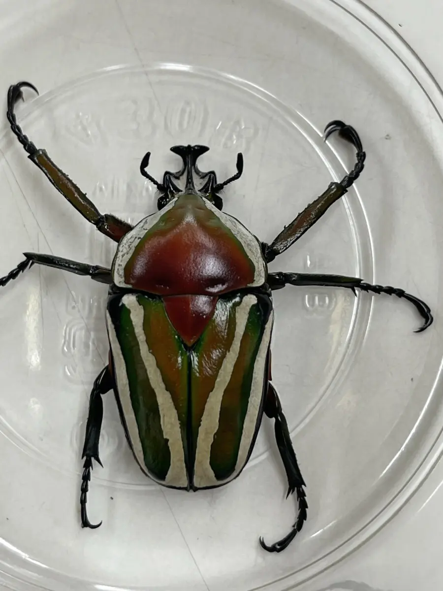 値下げしました。カメルーン産クビワオオツノカナブン ペア 83mm 57mm