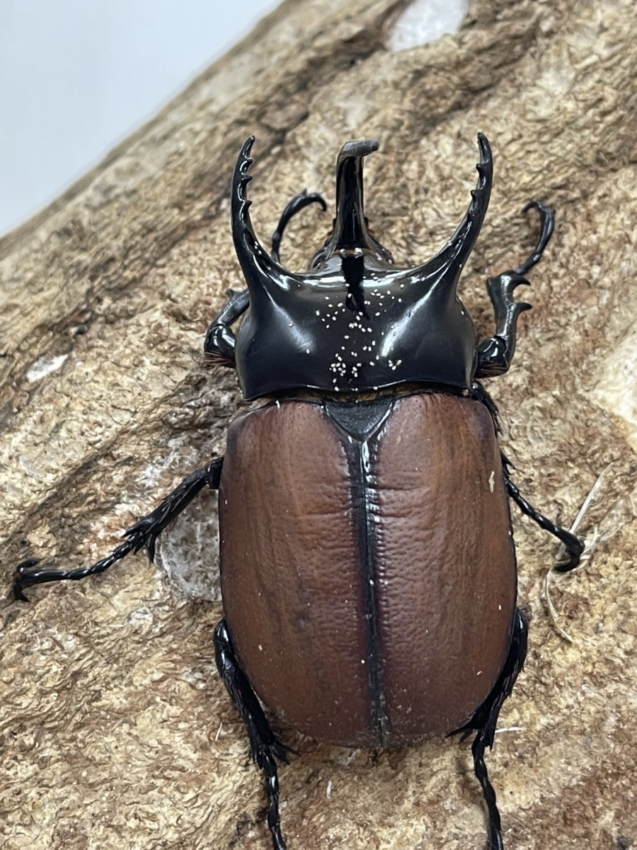 サンボンヅノカブト 63ミリペア - クワガタ横丁