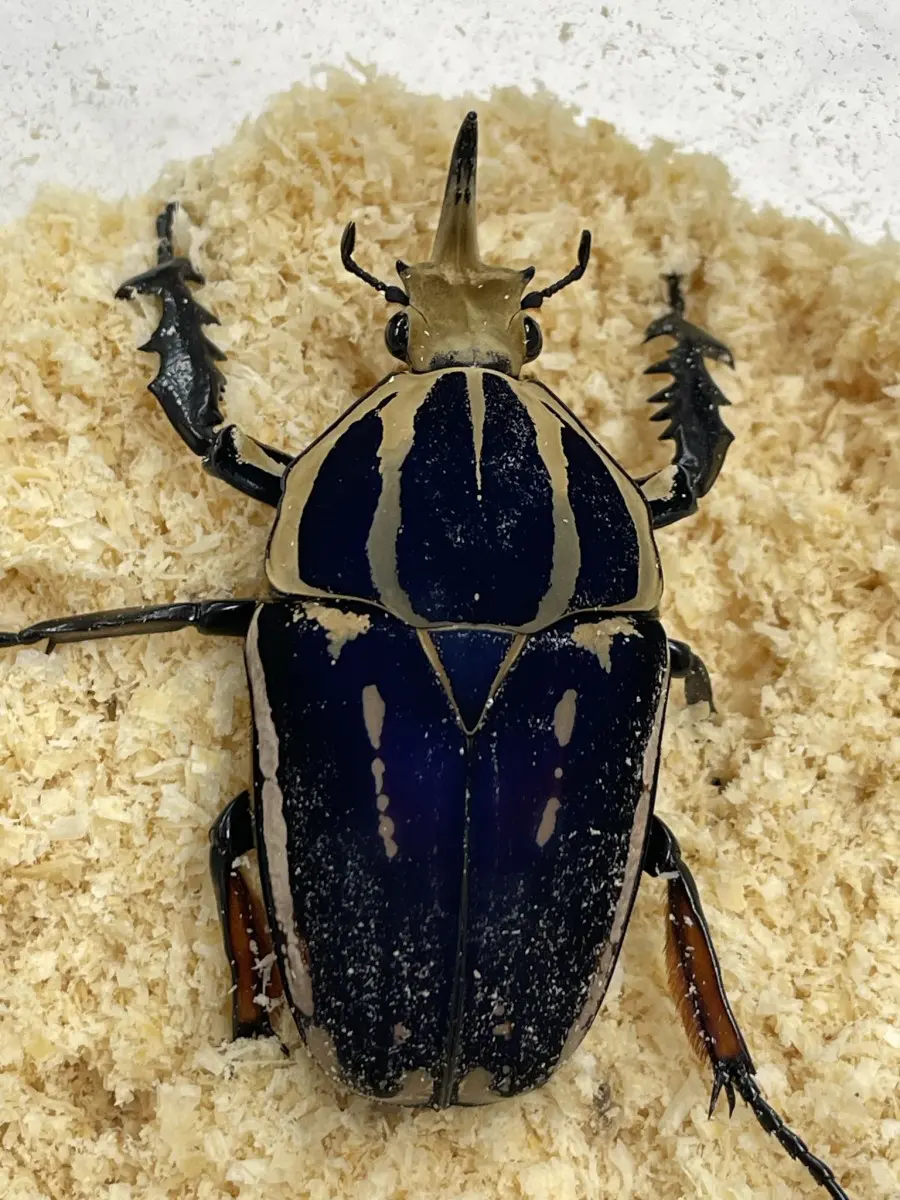 値下げしました。カメルーン産クビワオオツノカナブン ペア 83mm 57mm