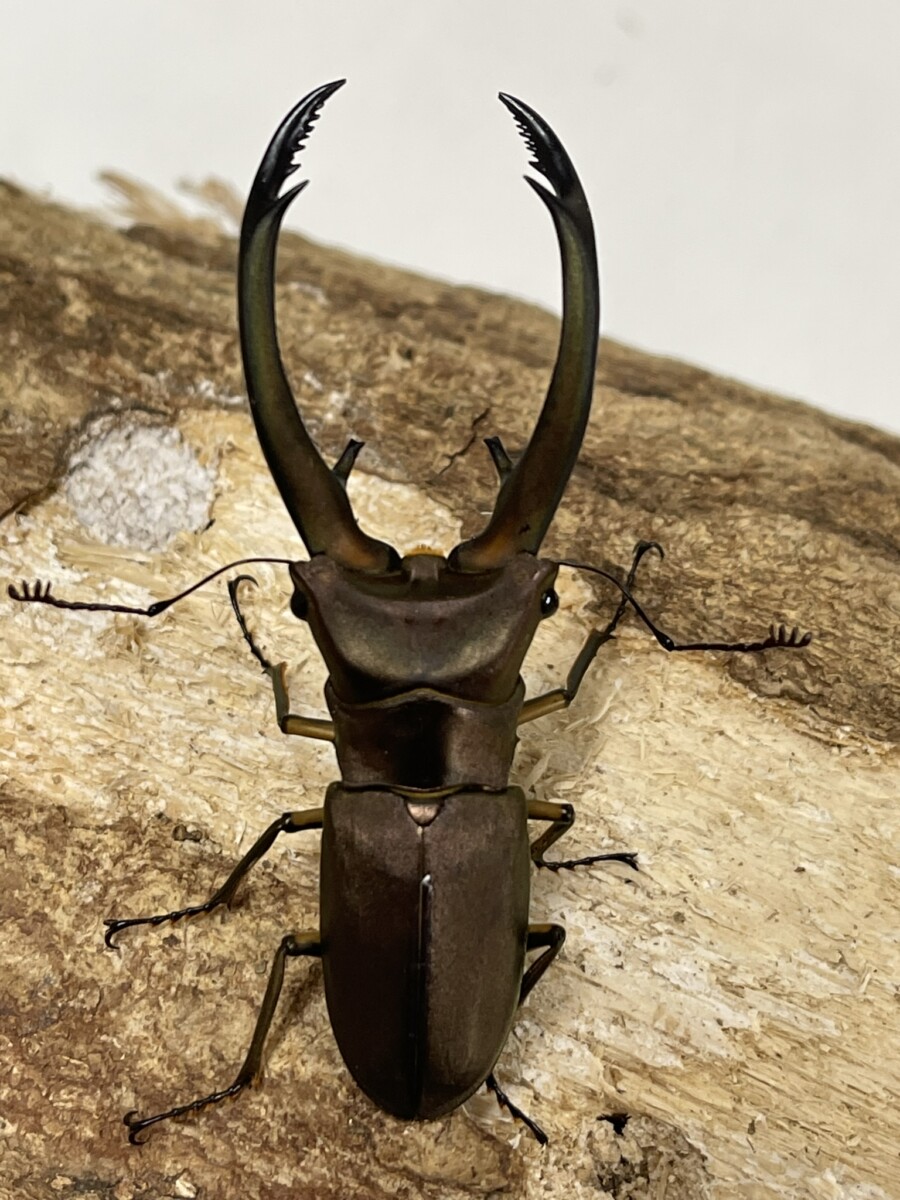 トゥルンカートゥスホソアカ81.5㎜ 昆虫標本 超貴重トゥルンカートゥス