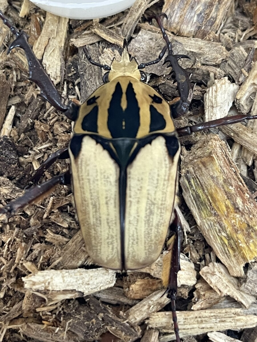 デュカリスサスマタカナブン 45mm デュカリスサスマタカナブン 45mm