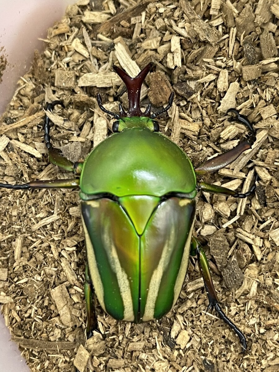 シュルツサスマタカナブン WF2 サイズフリーペア - クワガタ横丁