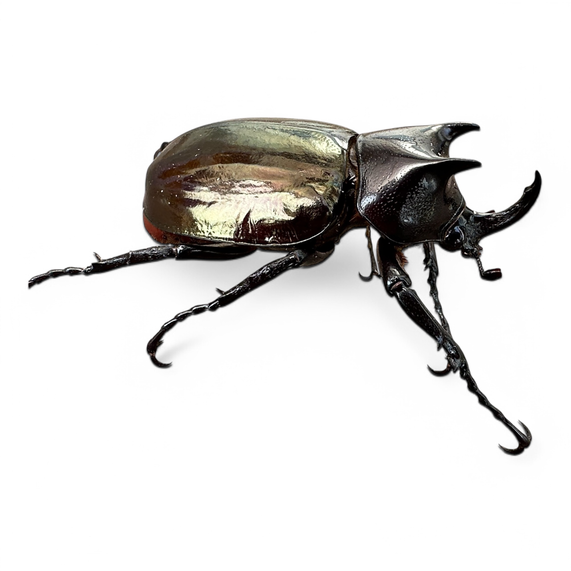 昆虫標本 レア種 大型カザリツノクワガタ 28mm 昆虫標本 レア種 大型