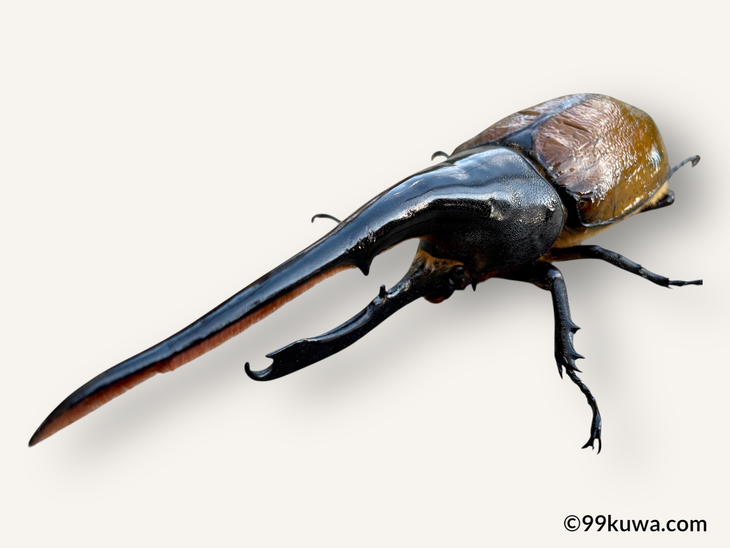 ヘラクレス・リッキー野外標本 ヘラクレスリッキーの野外品標本 <0729z