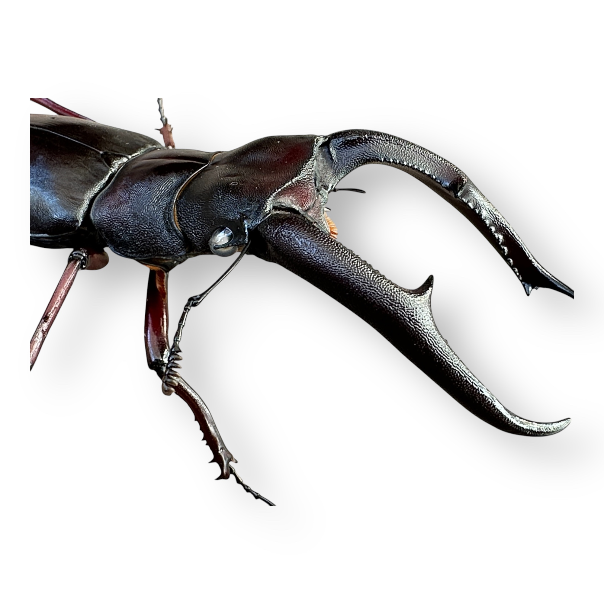 マンディブラリスフタマタクワガタペア（ボルネオ）販売 九十九里