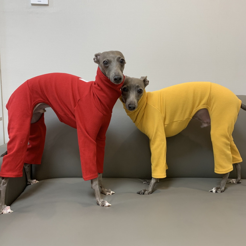 明るいイエローロンパース Sサイズ イタグレ服 明るいイエロー