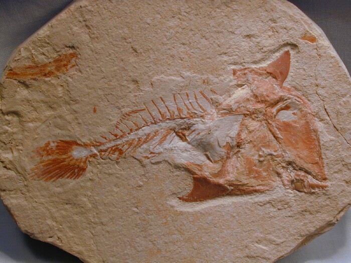 Coccodus insignis fossil fish