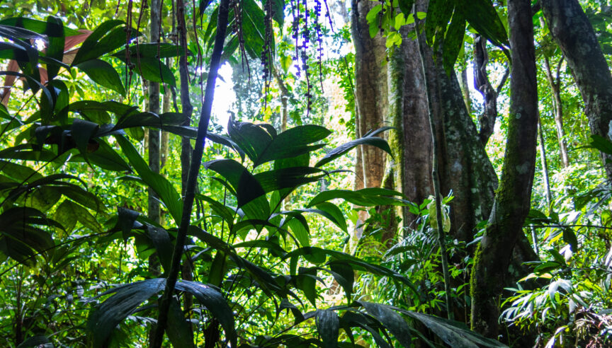 Rainforest facts – Cool Earth