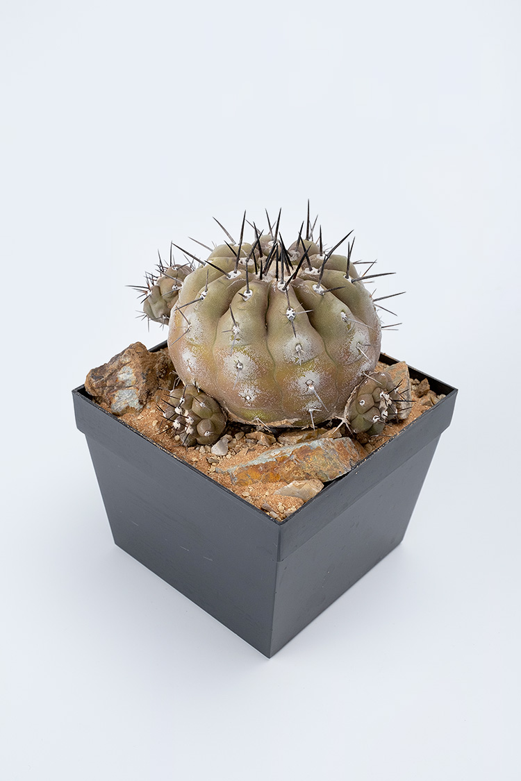 羅本製所 COPIAPOA MONSTER 黒王丸 ソフビランタン 2025年最新】黒王丸