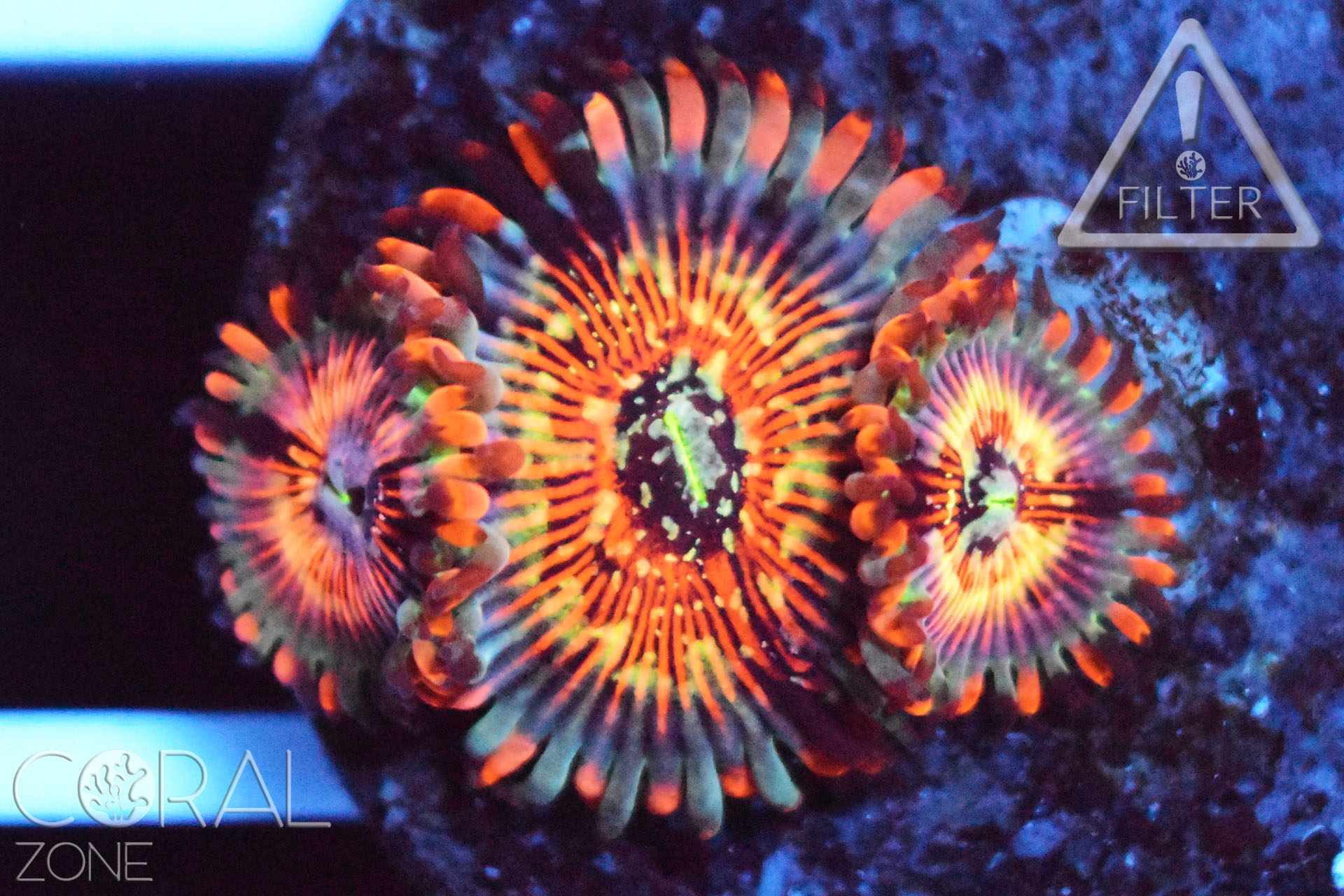 Zoanthus sp. “seduction” – CORAL ZONE