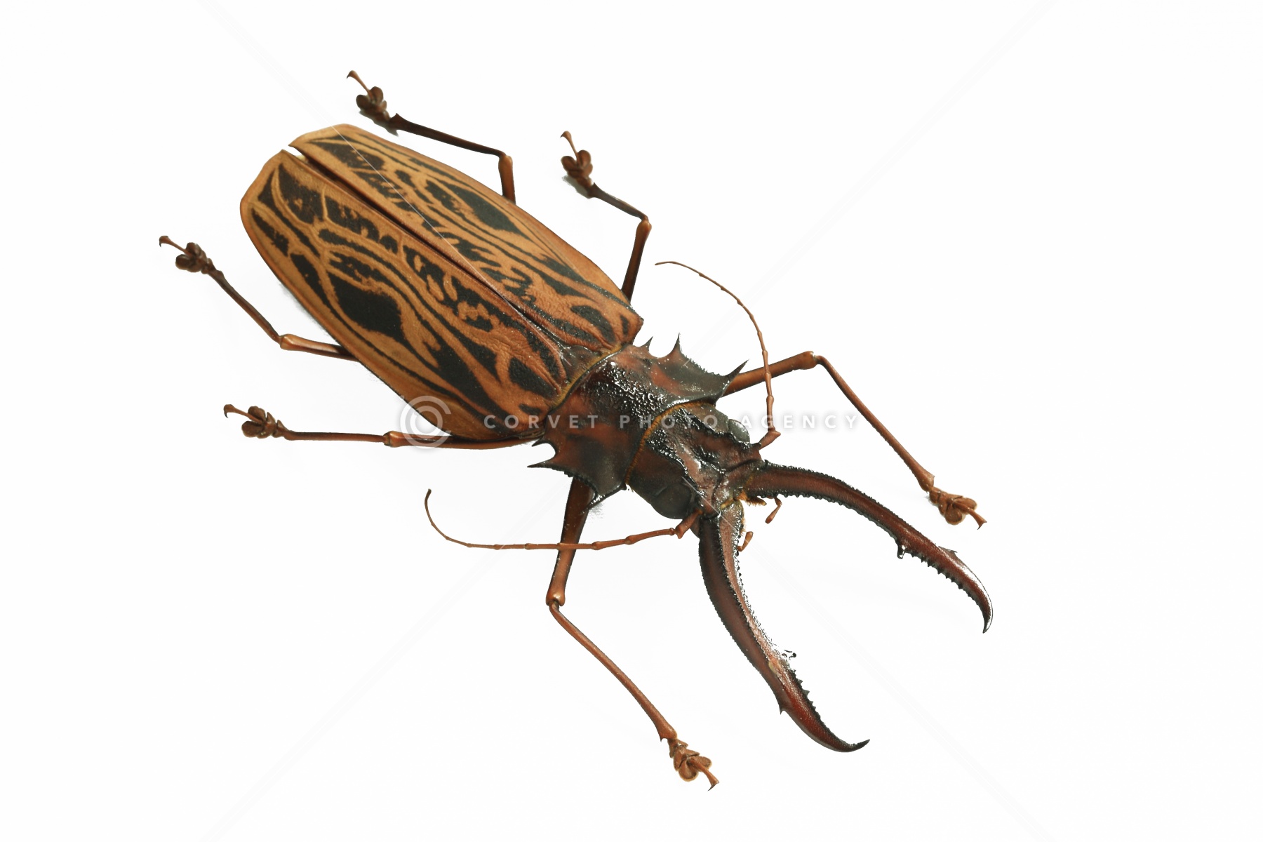 タイタンオオウスバカミキリ - Wikipedia 昆虫標本 カシックスノコギリ