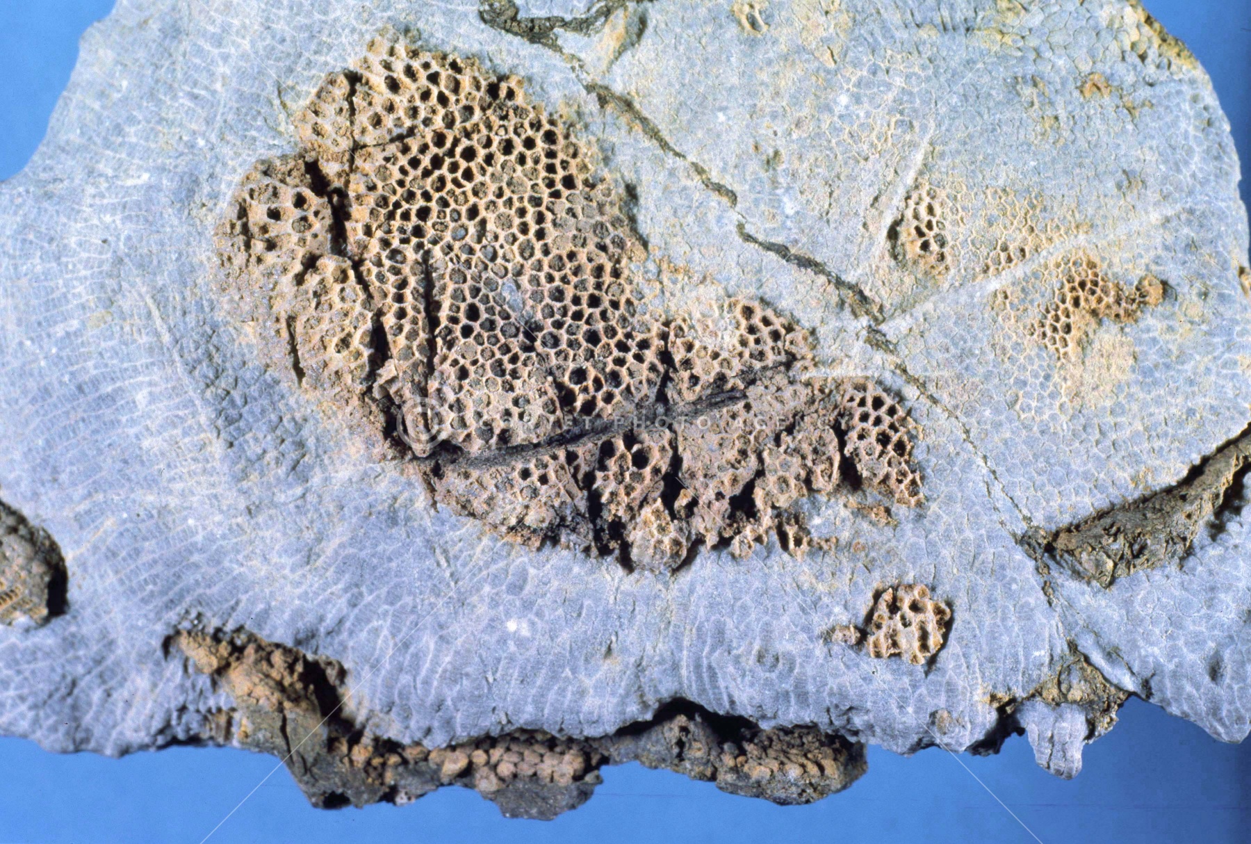 博物館級古生代ハチノスサンゴ化石塊