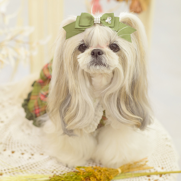 ペットサロン専用業務用アクセサリーの通販ショップ『きゃんナナ』– 卸