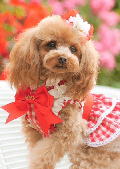 Tomorin0708)CanNana きゃんナナSMサイズ ホワイトフリース TOPページ