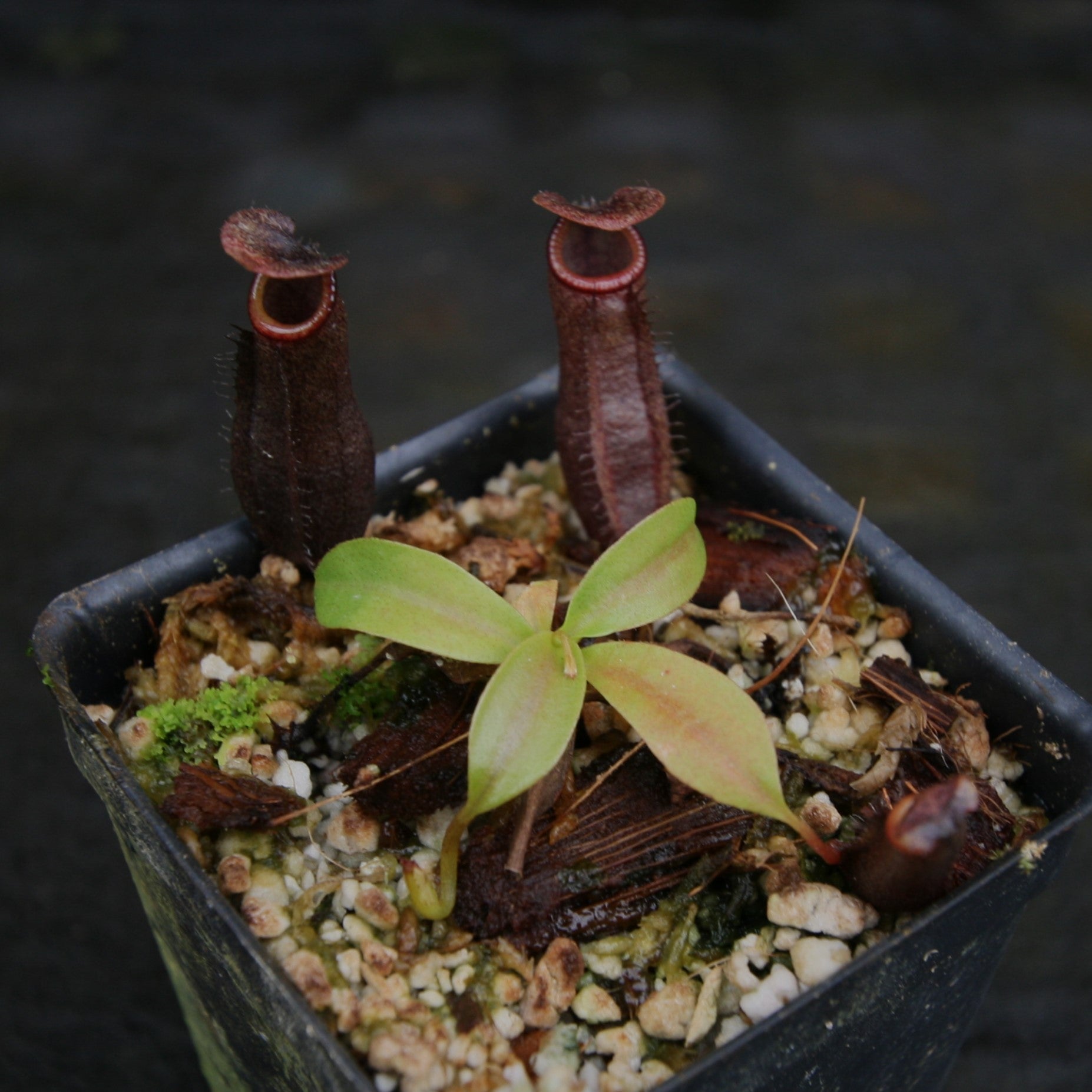 IMG_7143.jpg?v=1679169104&