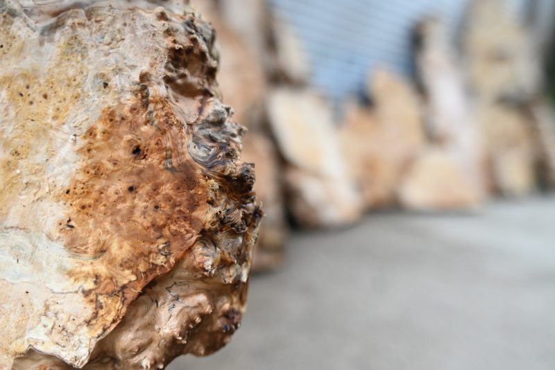 瘤に潜む色々な顔 | 野原工芸｜木まみれ女子の日常