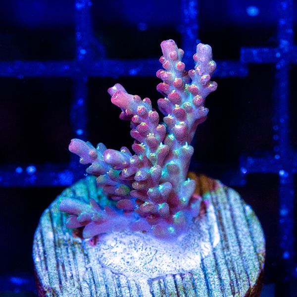 Kamoer KH Carer | 海水魚専門店 セポのつぶやき・・・