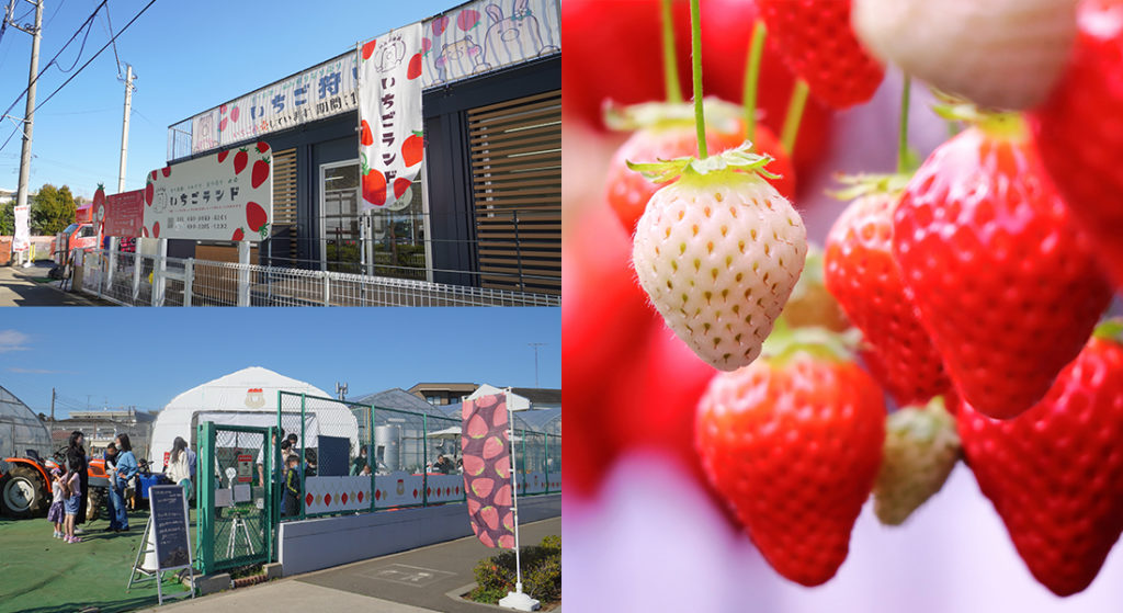 2026年最新版】吉祥寺からも行ける！三鷹市でイチゴ狩りができる農園の