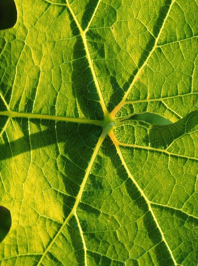 モザイク ドゥミ・セック - Champagne Jacquart